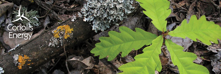 Image: Oak tree seedling on forest floor